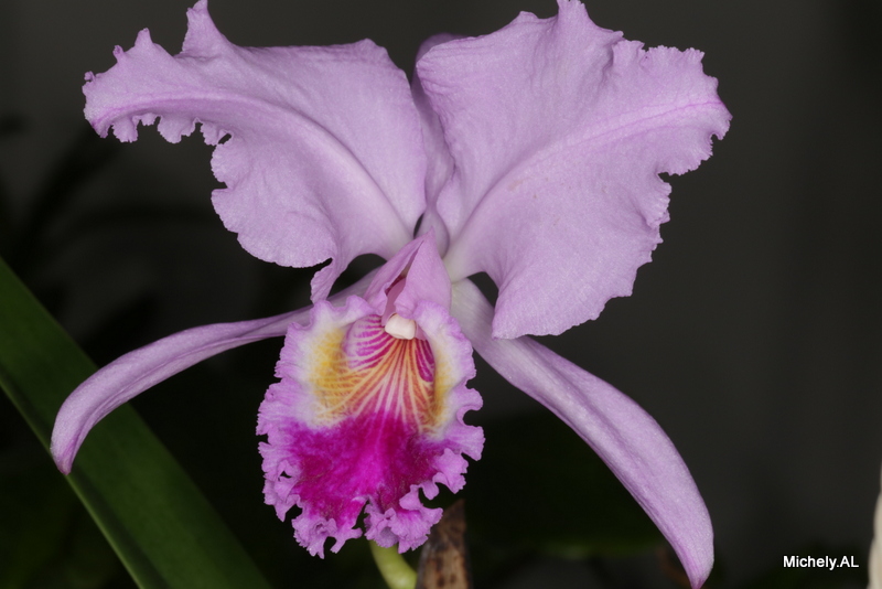 Cattleya trianae Img_3811