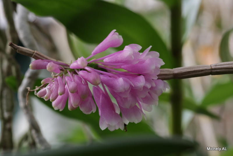 Dendrobium roseipes Img_3815