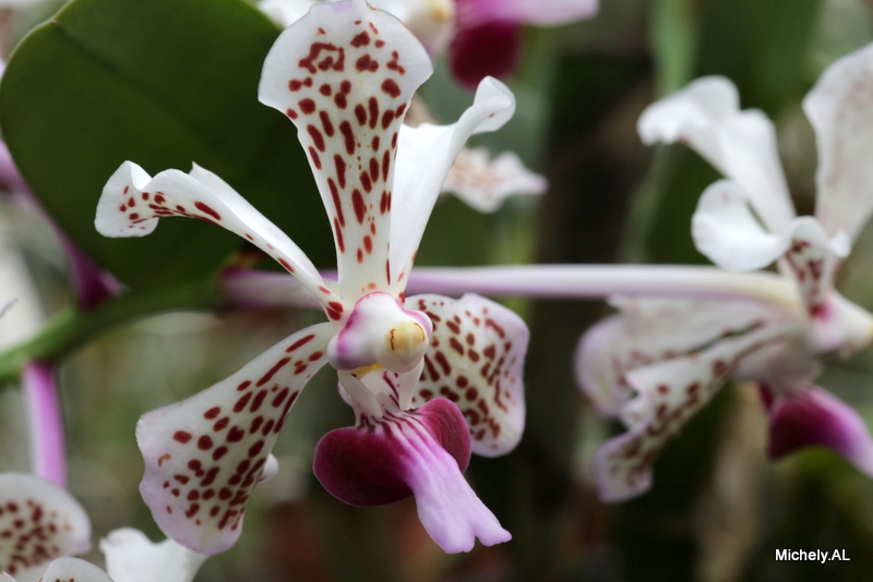 Vanda tricolor var. suavis Img_3820