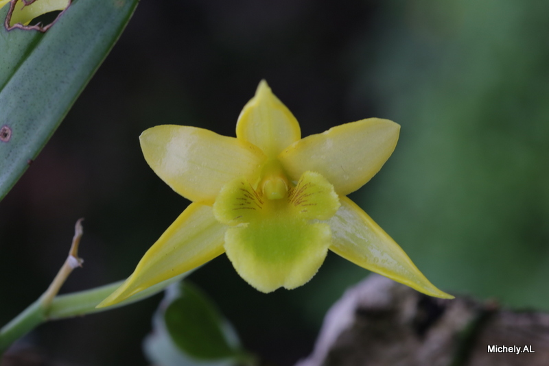 Dendrobium trigonopus Img_3912