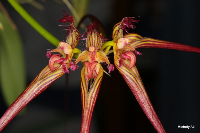Bulbophyllum wendlandianum Img_3926