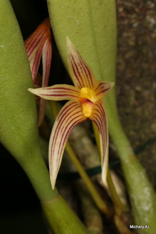 Bulbophyllum affine Img_4513