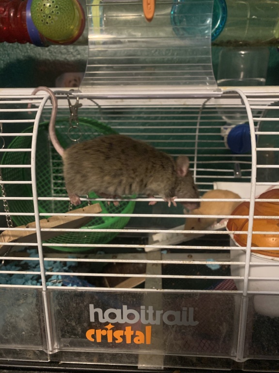 Mice seem to have a round belly- problem? 5a06b810