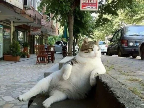 Tombili, un carismático gato callejero de Estambul, ya tiene su propia estatua Scree122