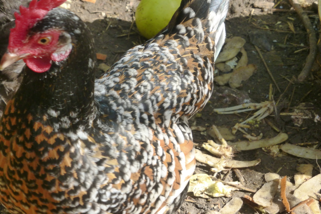 Identification race poule naine tricolore P1020510