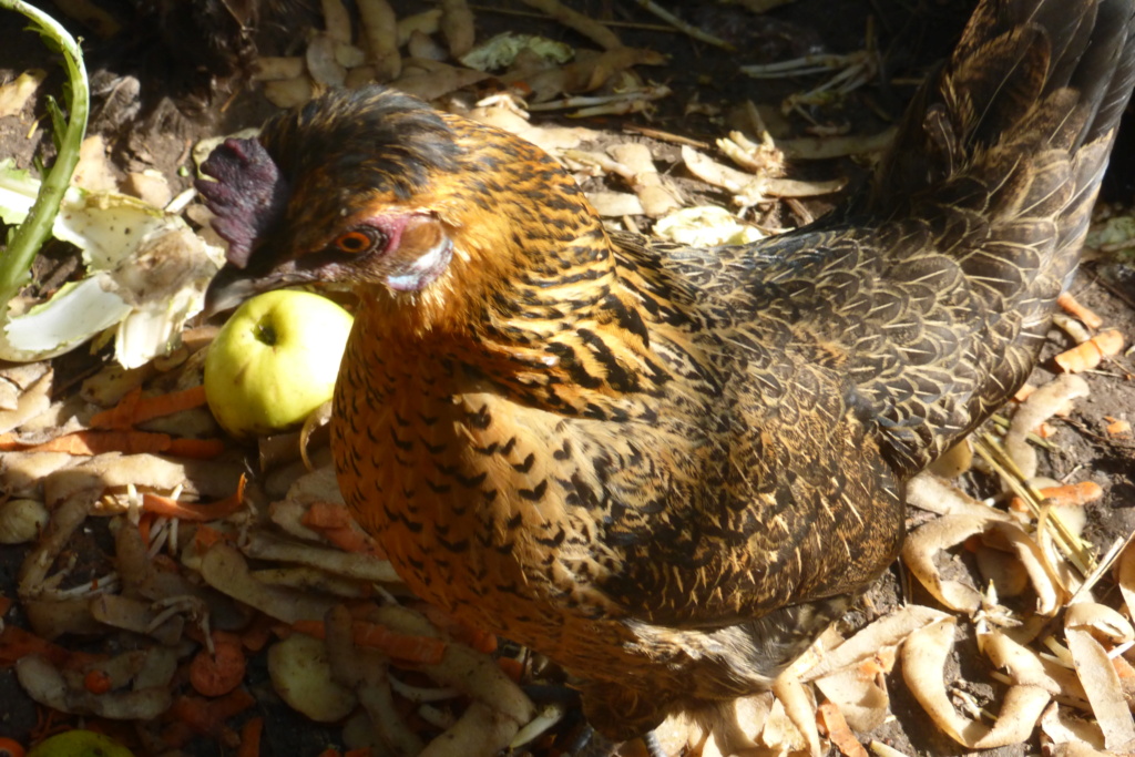 Identification race poule naine tricolore P1020511
