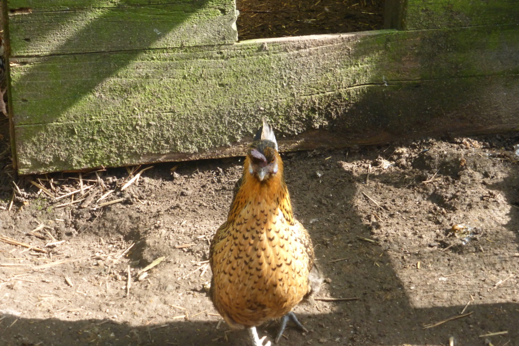 Identification race poule naine tricolore P1020512