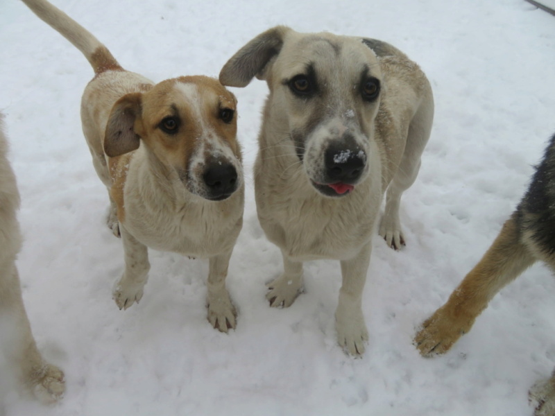 NOSIKA - chiot femelle , de taille petite à moyenne à l'âge adulte - née environ en avril 2021 - REMEMBER ME LAND - Adoptée par Lucie (69)  Patty_10