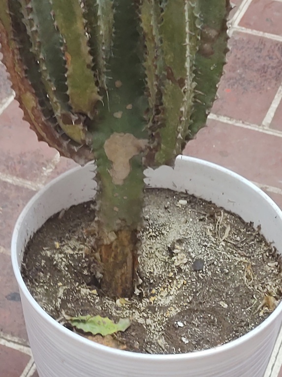 Mi cactus enfermó...que le estara pasando? 210