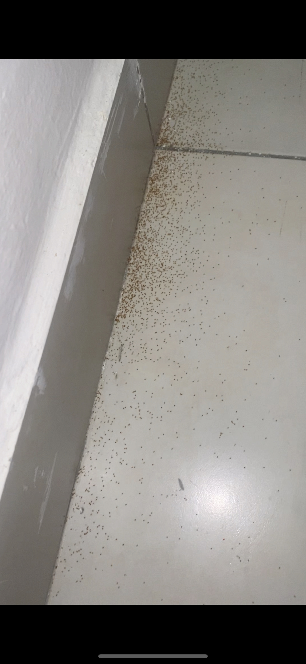 SOS, Infestations par des fourmis minuscules  Img_8310