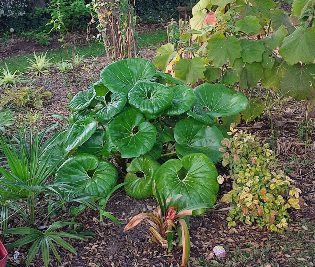 Farfugium japonicum (= Ligularia kaempferi) - Page 8 17011710