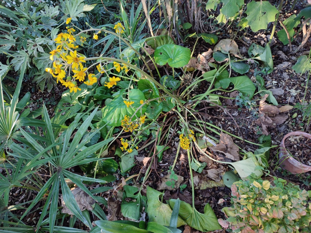 farfugium japonicum - Farfugium japonicum (= Ligularia kaempferi) - Page 8 17011810