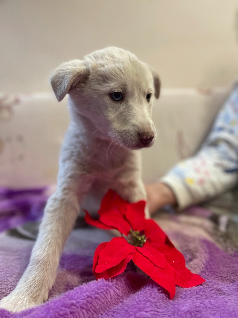 OSHA - chiot husky elena - adoptée par Luca A.dans le 45 38552610