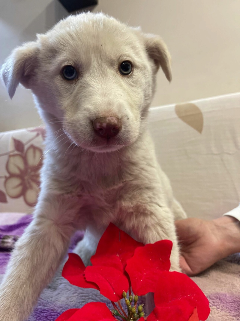 OSHA - chiot husky elena - adoptée par Luca A.dans le 45 40931410