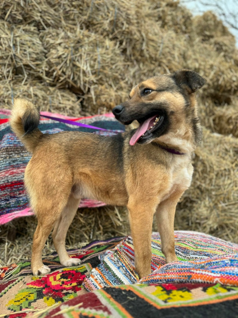 BEAU - chien Ruby Manuel  - adopté par Maeliss B. dans le 76 40940710