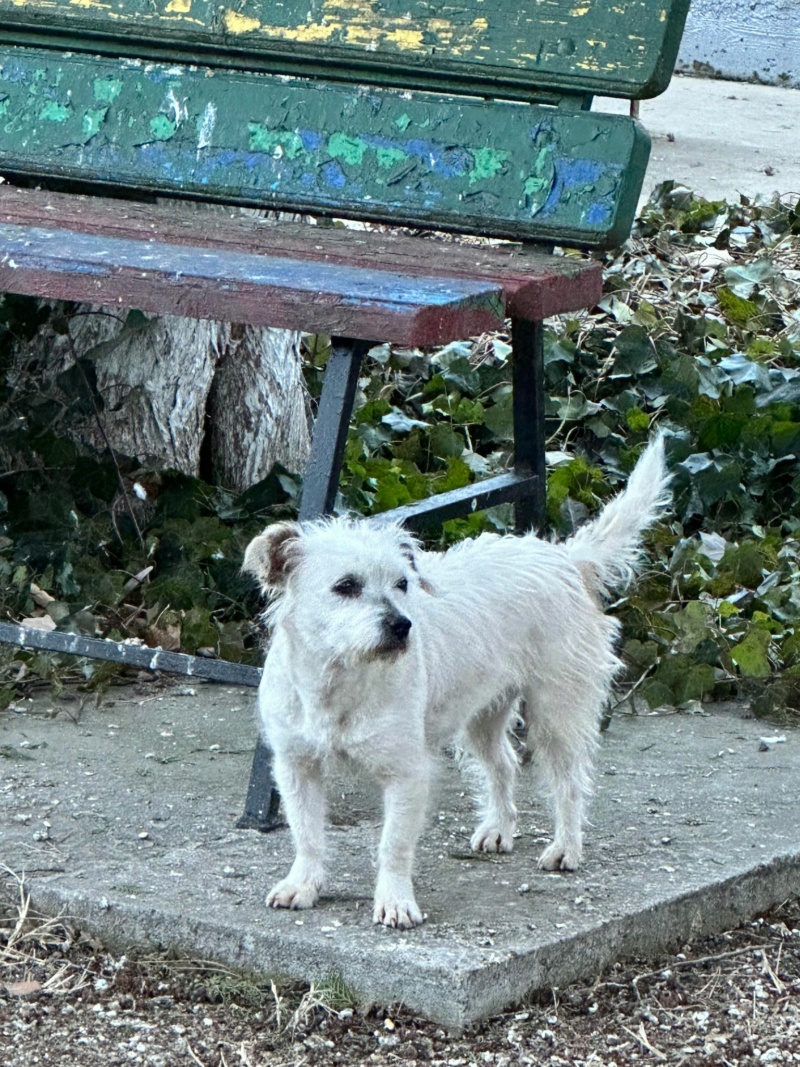 BLANCHETTE - chienne Nicoleta adoptée par Gabriella C. dans le 94 41576410