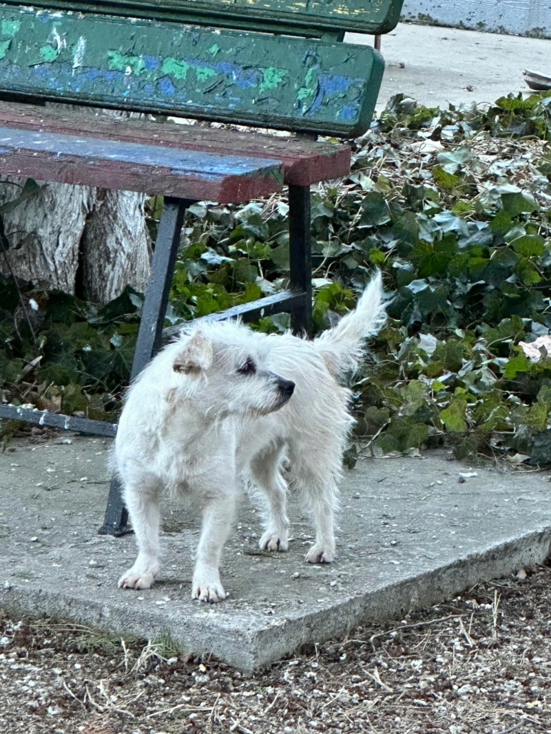 BLANCHETTE - chienne Nicoleta adoptée par Gabriella C. dans le 94 41578310