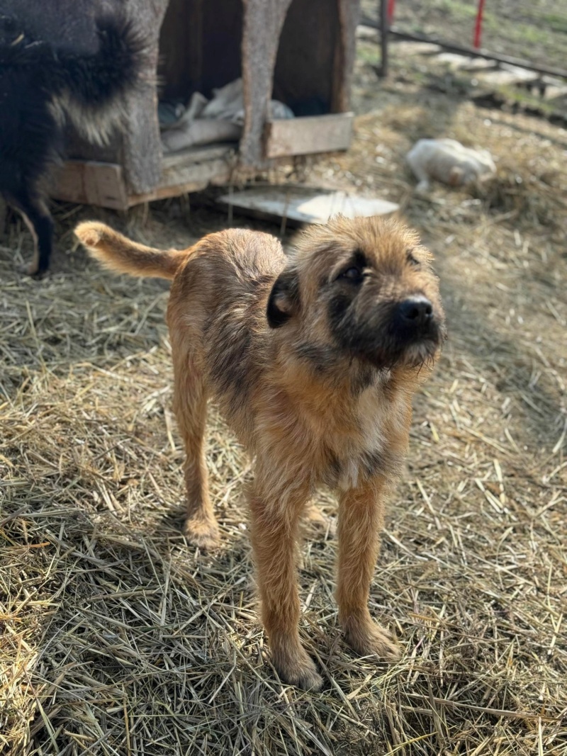 LAZLO (Marianne ANKEBRANK) - sauvetage VASLUI2 16/03/2024 - adopté par Guillaume L.B. dans le 76 43091110