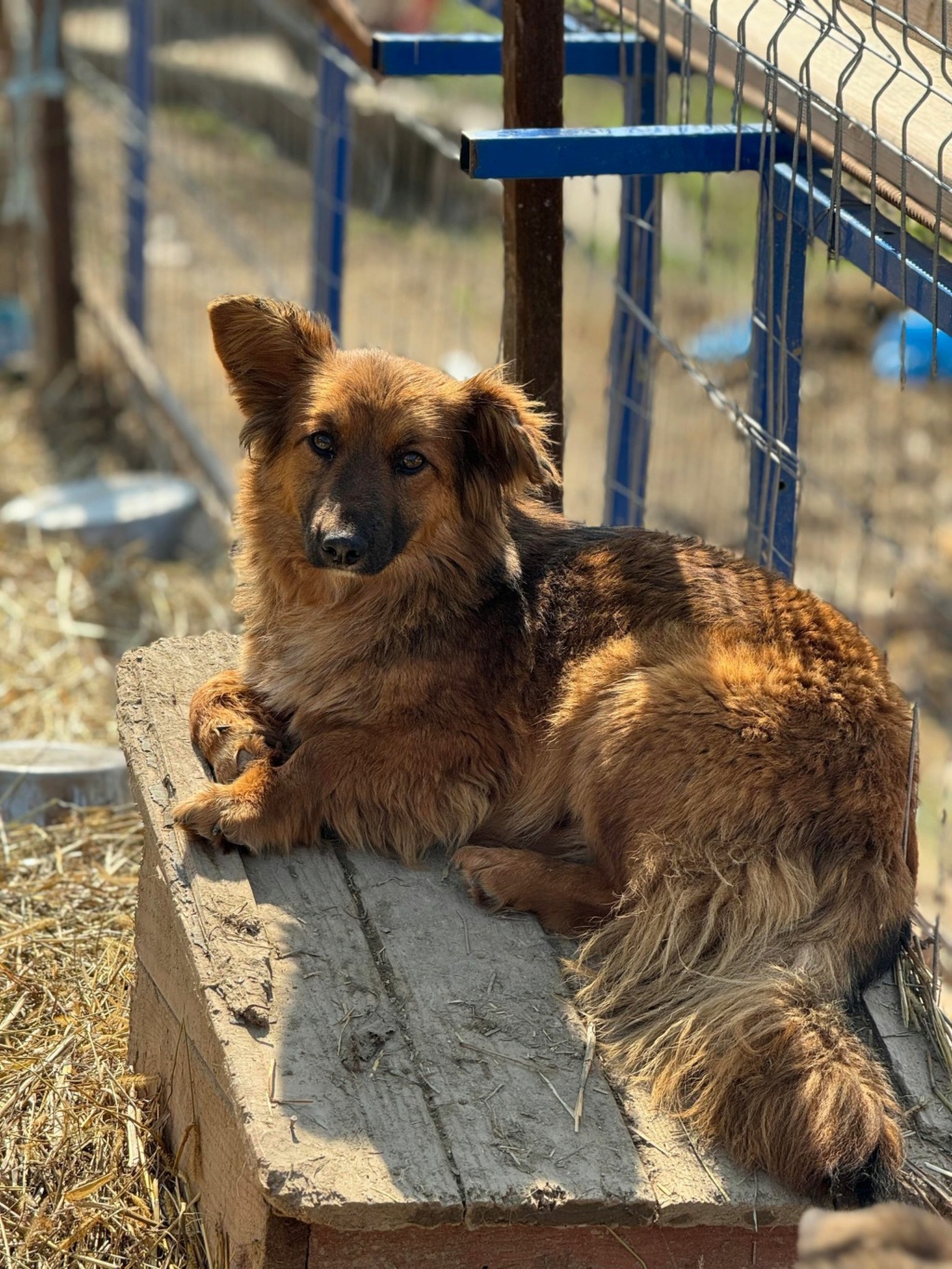 JODIE (Veronique LE CUNFF) - sauvetage VASLUI2 16/03/2024 - adoptée par Muriel DUMONT dep 21  43096711