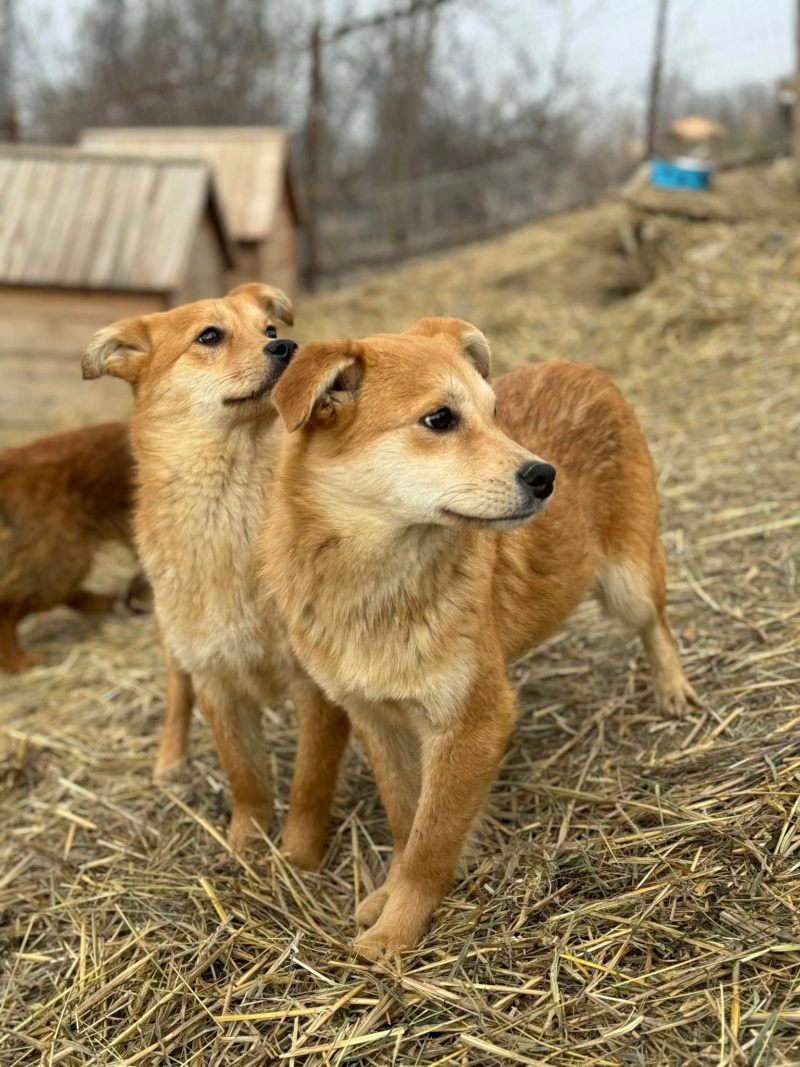 CHIEN2 ROXY (Virginie FINO) - sauvetage VASLUI2 16/03/2024 43103510