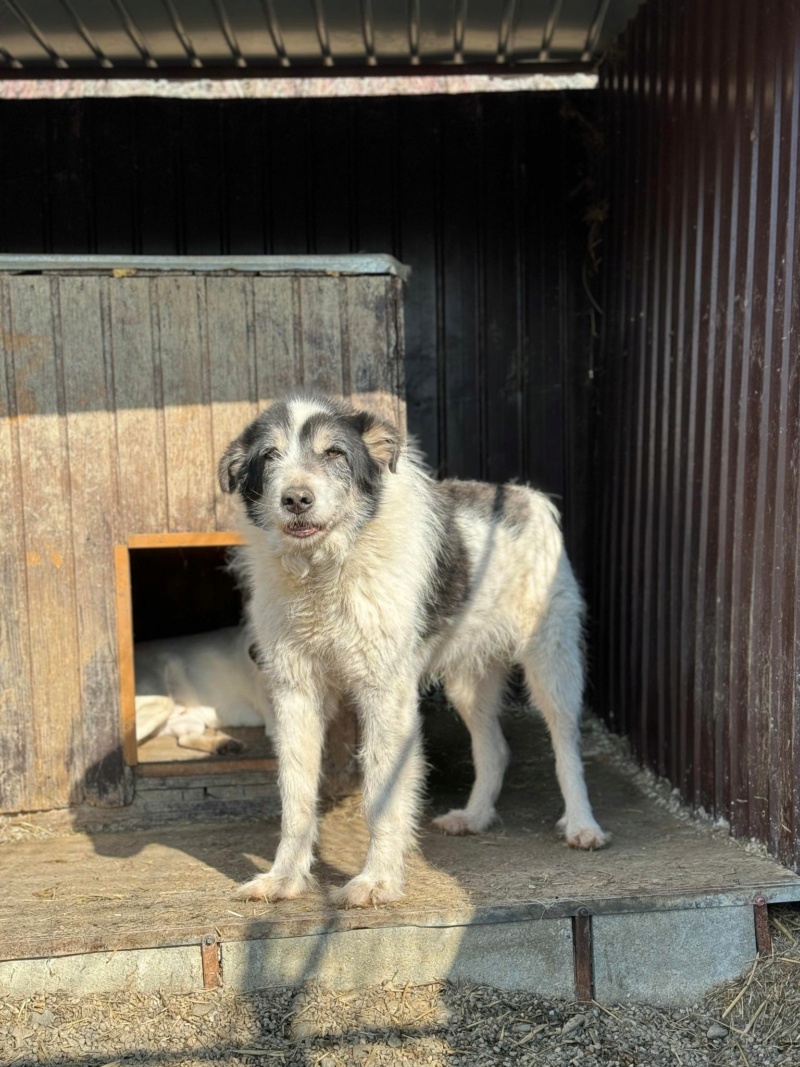 TAYO (Sabine ANKENBRANK) - chien de Sabine  43104210