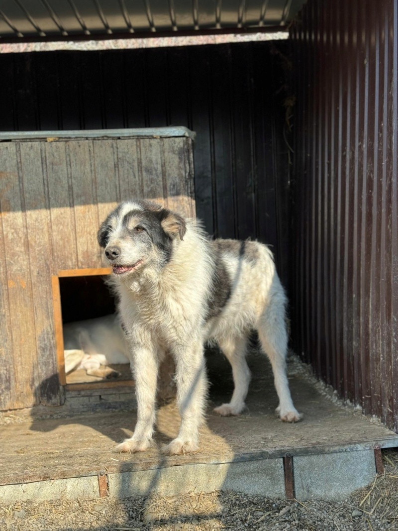 TAYO (Sabine ANKENBRANK) - chien de Sabine  43350810