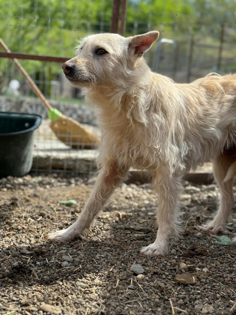 OPALINE CHIEN 13 - (Véronique Moulis Couttet) - Cornetu 22/03/23 ✅ maman blanche + BB 43582210