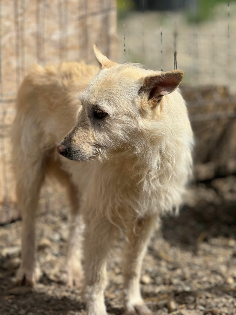 OPALINE CHIEN 13 - (Véronique Moulis Couttet) - Cornetu 22/03/23 ✅ maman blanche + BB 43709410