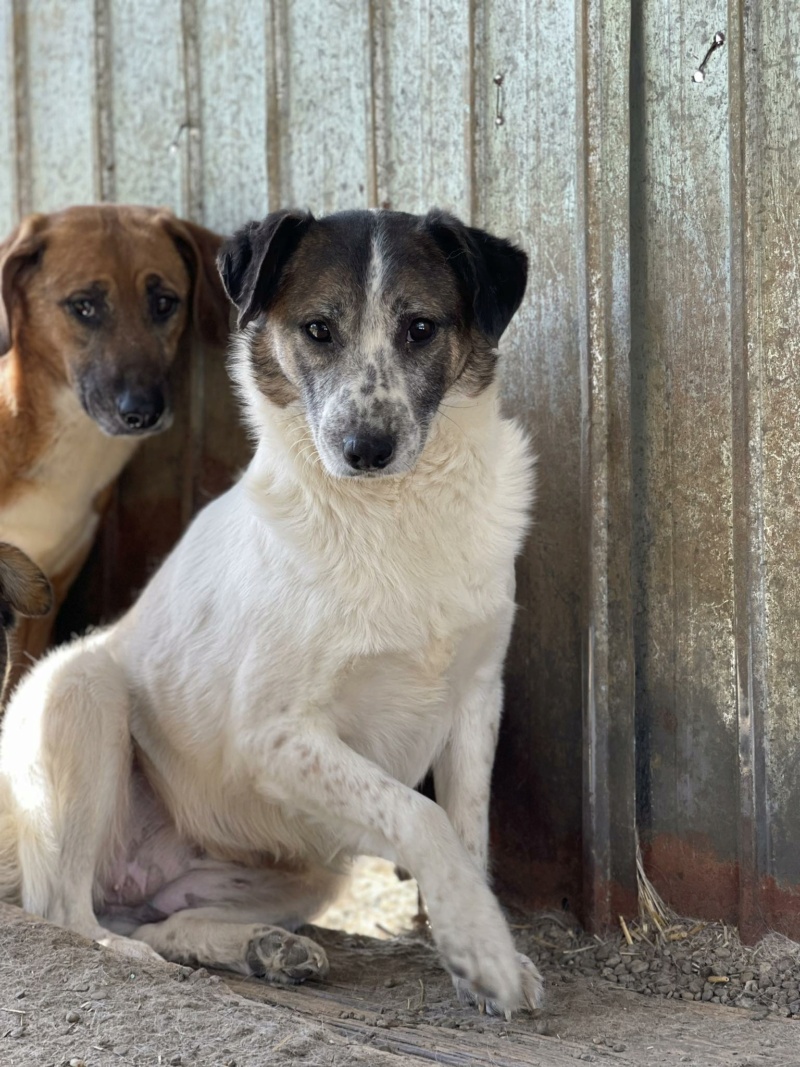 CHIEN7 FAYE (Véronique LE CUNFF) - fourrière Vaslui 13/12/2023 43820445