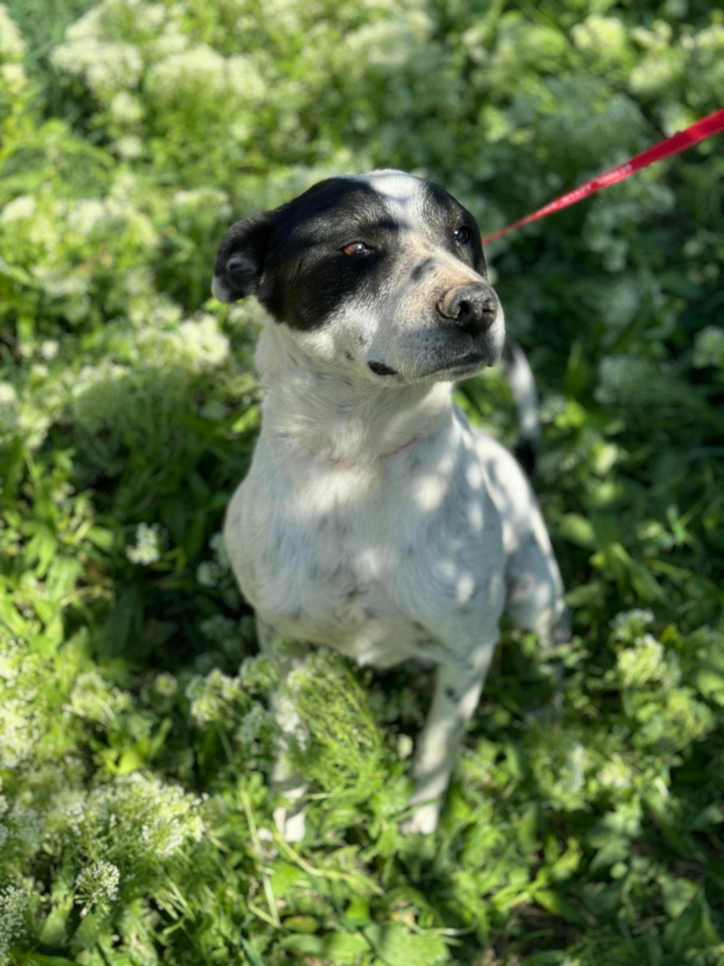 HOMÈRE (Éric Costrel) -  fourrière Vaslui 13/12/2023 - adopté par Justine Q. dans le 29 43823821