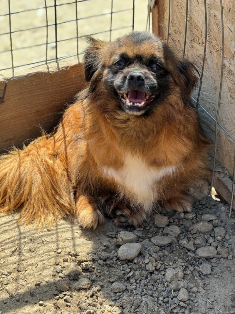 POLO (Catherine LUSURIER) - NICOLETA2 07/05/2024 - adopté par Pascale P. dans le 04 44056616