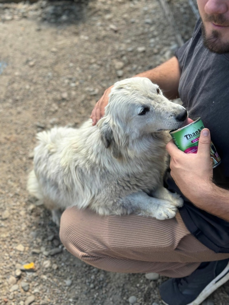 CHIPO (Alice COOPER) - chien NICOLETA2 07/05/2024 - adopté par Alice D. dans le 35 44108510