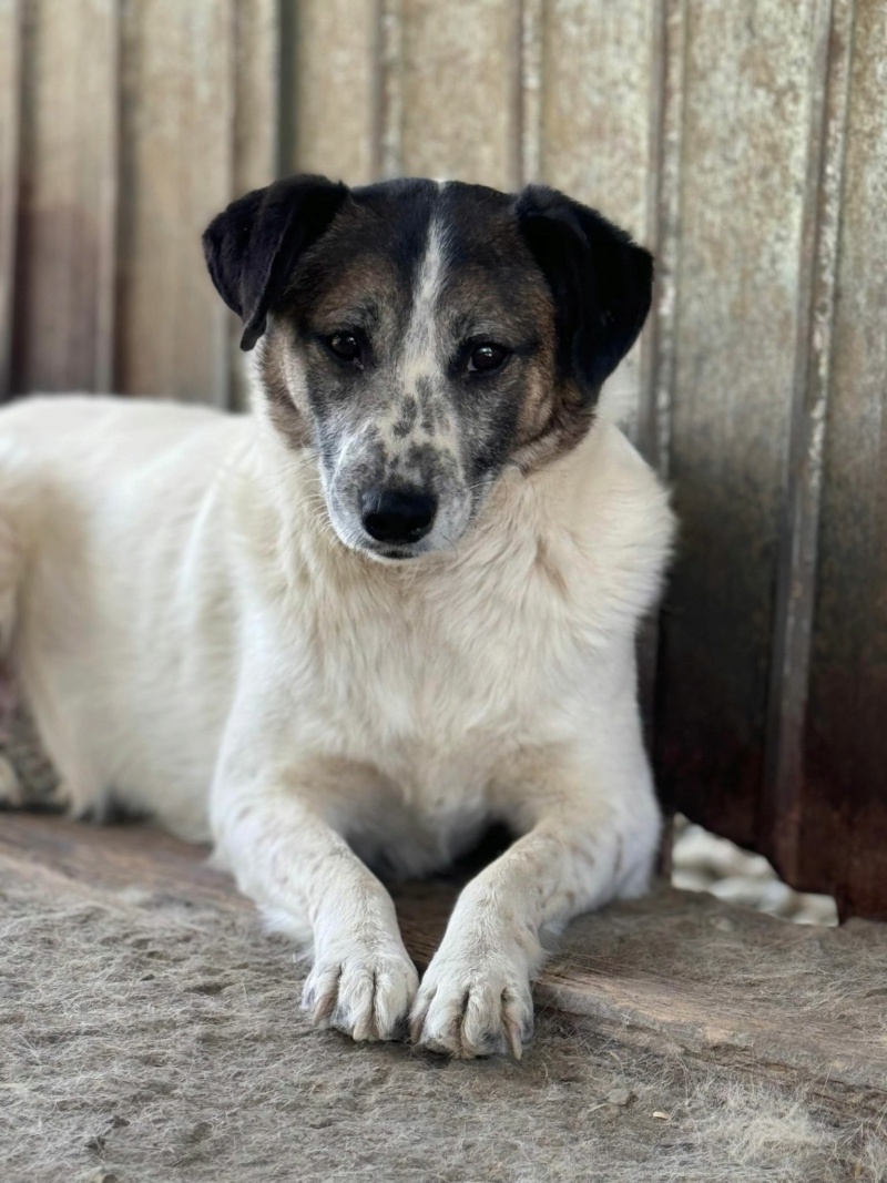 CHIEN7 FAYE (Véronique LE CUNFF) - fourrière Vaslui 13/12/2023 44192915