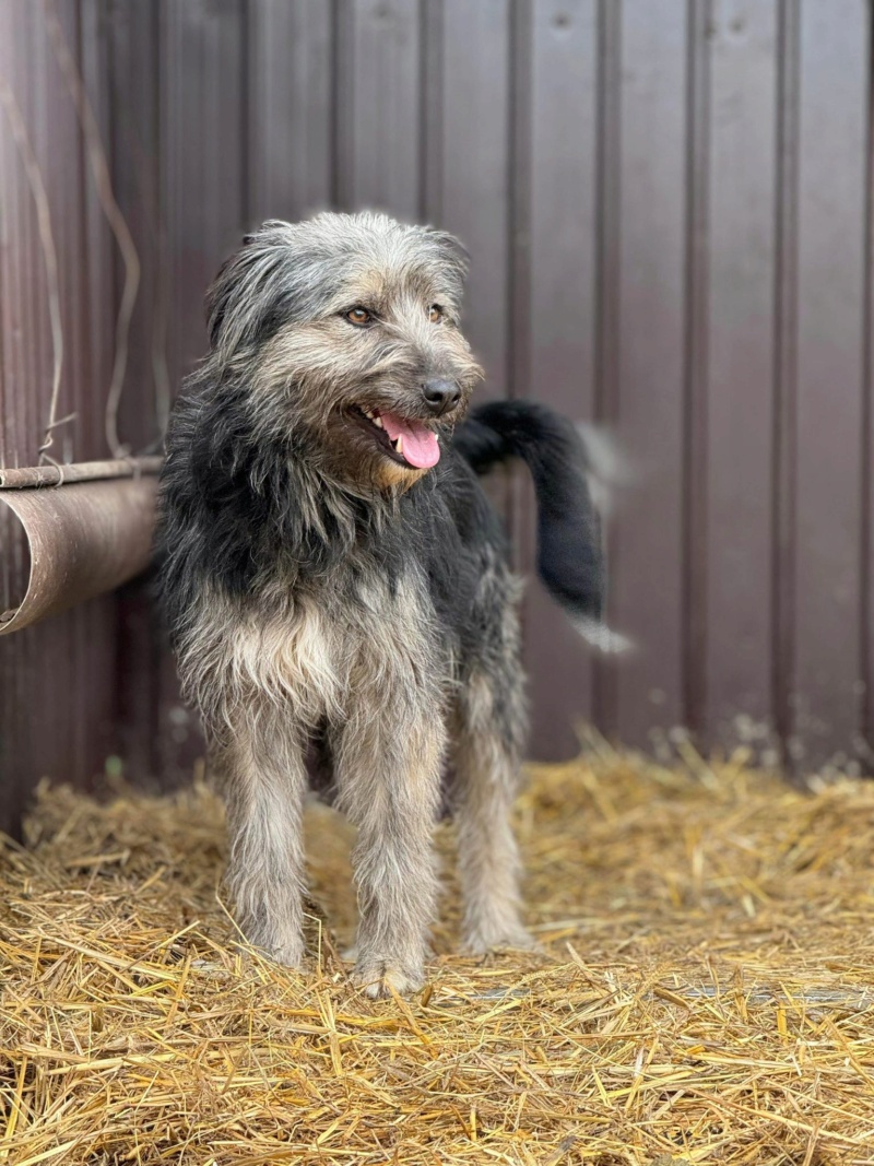 ROOFY - chienne Elena  44194824