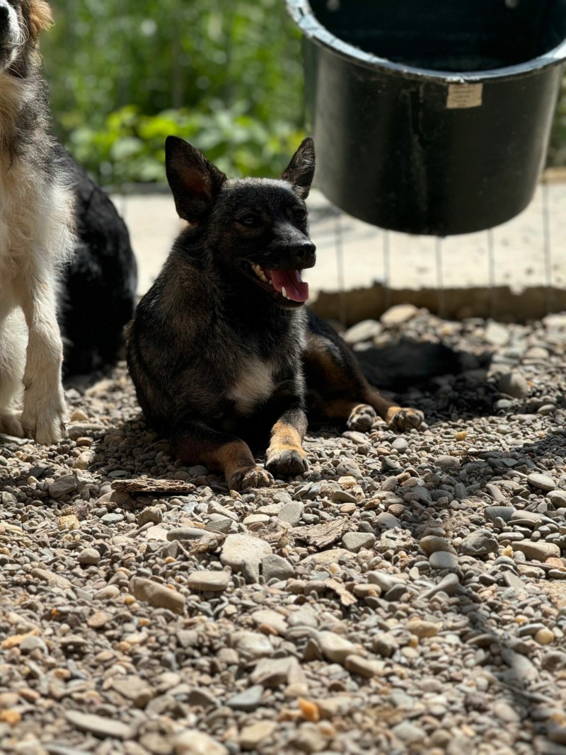 TEOO (AZOR) (1/2 Sanny / 1/2 Oana Barascu)  - chiot petite taille - Costica - adopté par Marlène B. dans le 89 44857010