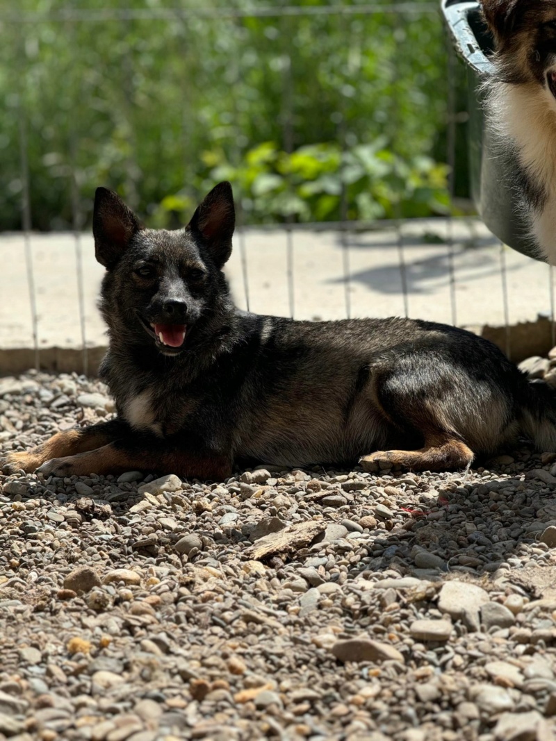 TEOO (AZOR) (1/2 Sanny / 1/2 Oana Barascu)  - chiot petite taille - Costica - adopté par Marlène B. dans le 89 44872110