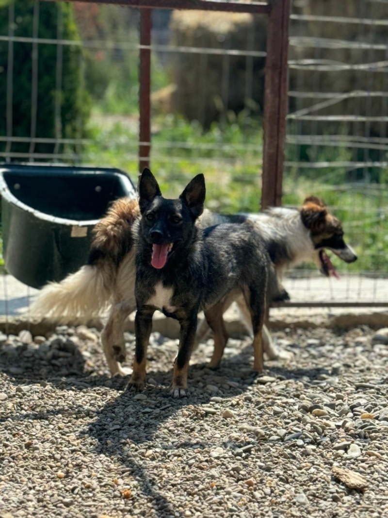 TEOO (AZOR) (1/2 Sanny / 1/2 Oana Barascu)  - chiot petite taille - Costica - adopté par Marlène B. dans le 89 44969611