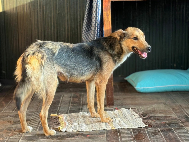 HERMINE (Catherine LUSURIER) - VASLUI3 25/06/2024 - adoptée par Estelle B. dans le 35 45040011