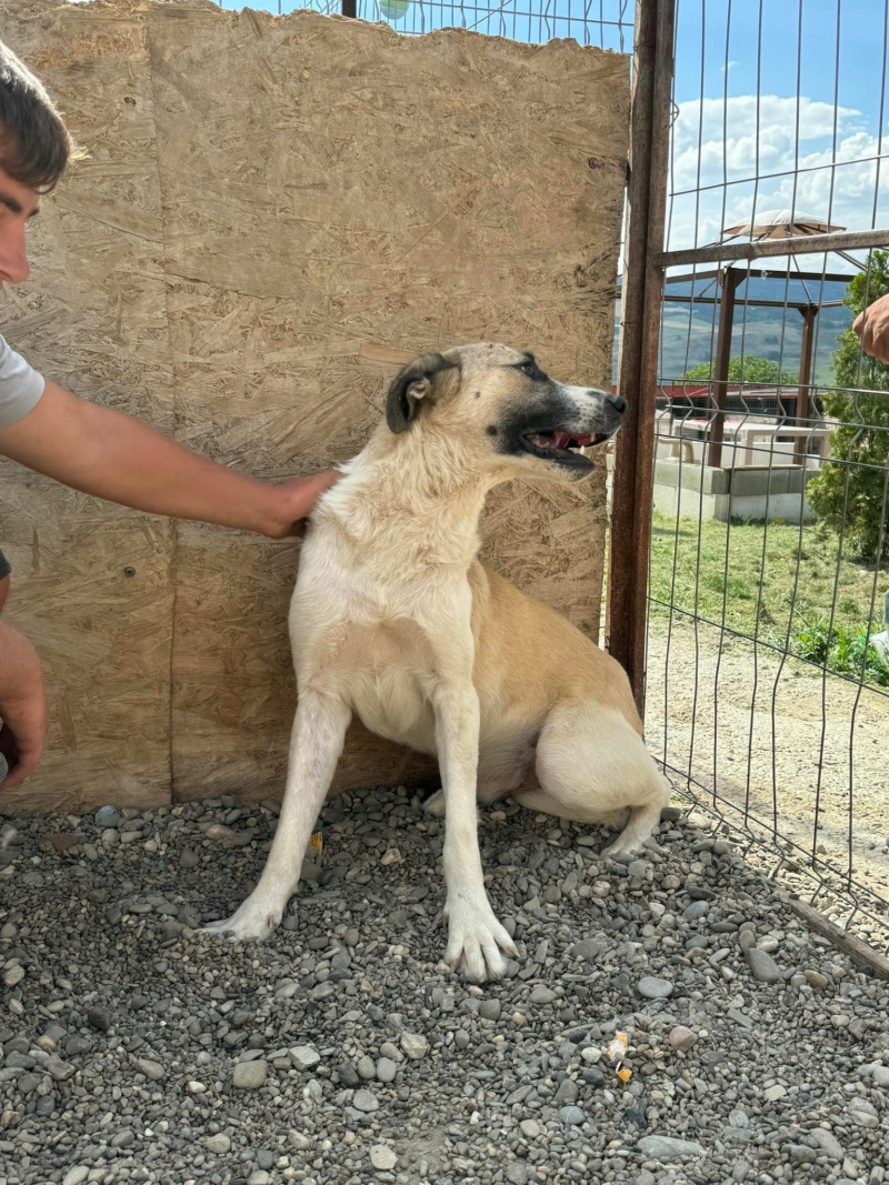 BUDDY (Marie Christine HASQUIN) - fourrière Vaslui 23/01/2024 45073711