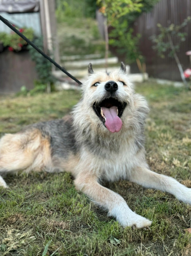 CHIEN3 ZEPHYR (Régine COSTREL) - NICOLETA2 07/05/2024 45104410