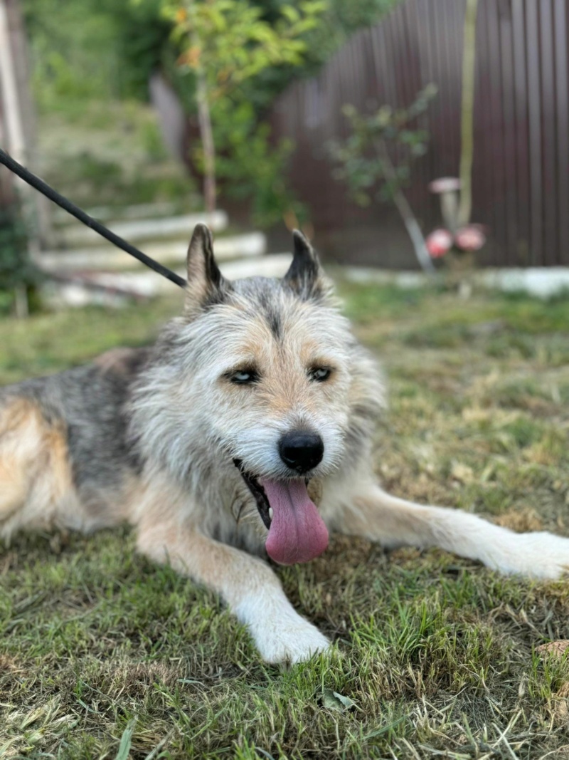 CHIEN3 ZEPHYR (Régine COSTREL) - NICOLETA2 07/05/2024 45232112