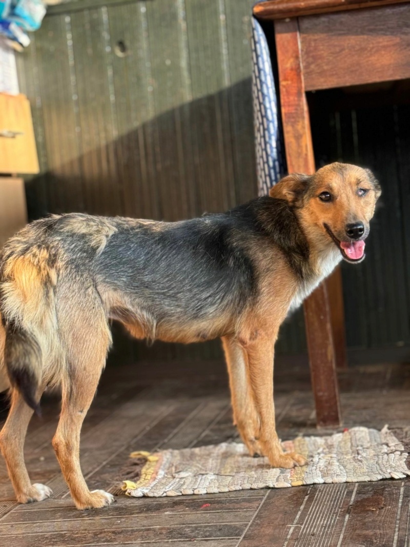 HERMINE (Catherine LUSURIER) - VASLUI3 25/06/2024 - adoptée par Estelle B. dans le 35 45235711