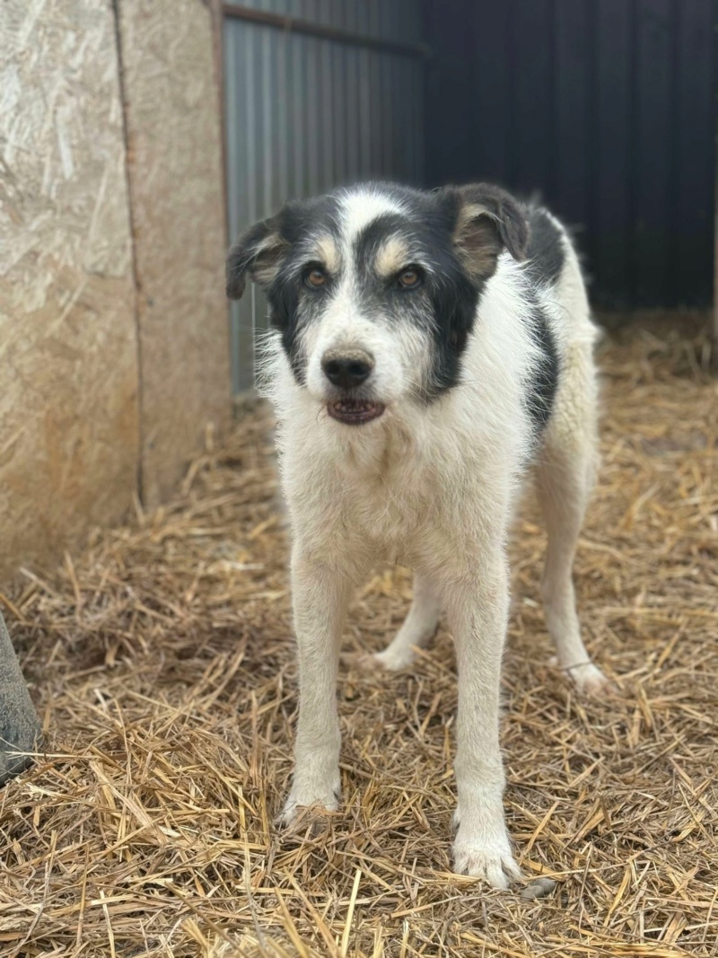 TAYO (Sabine ANKENBRANK) - chien de Sabine  45826510