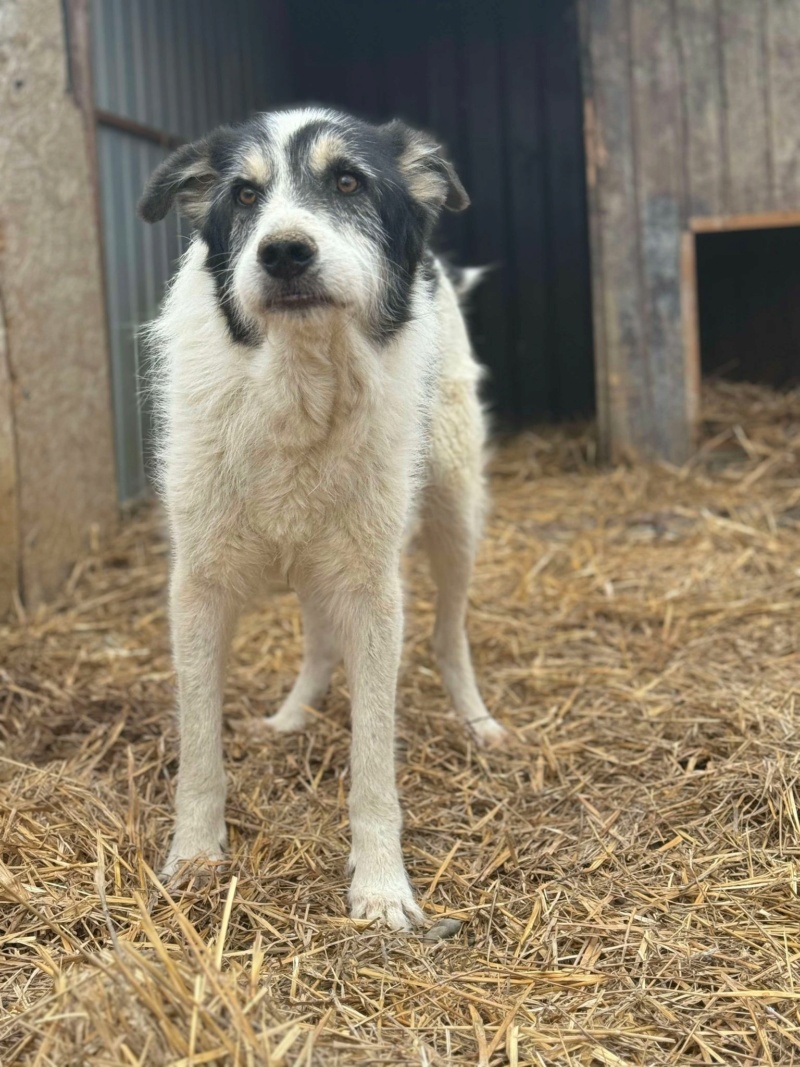 TAYO (Sabine ANKENBRANK) - chien de Sabine  45870311