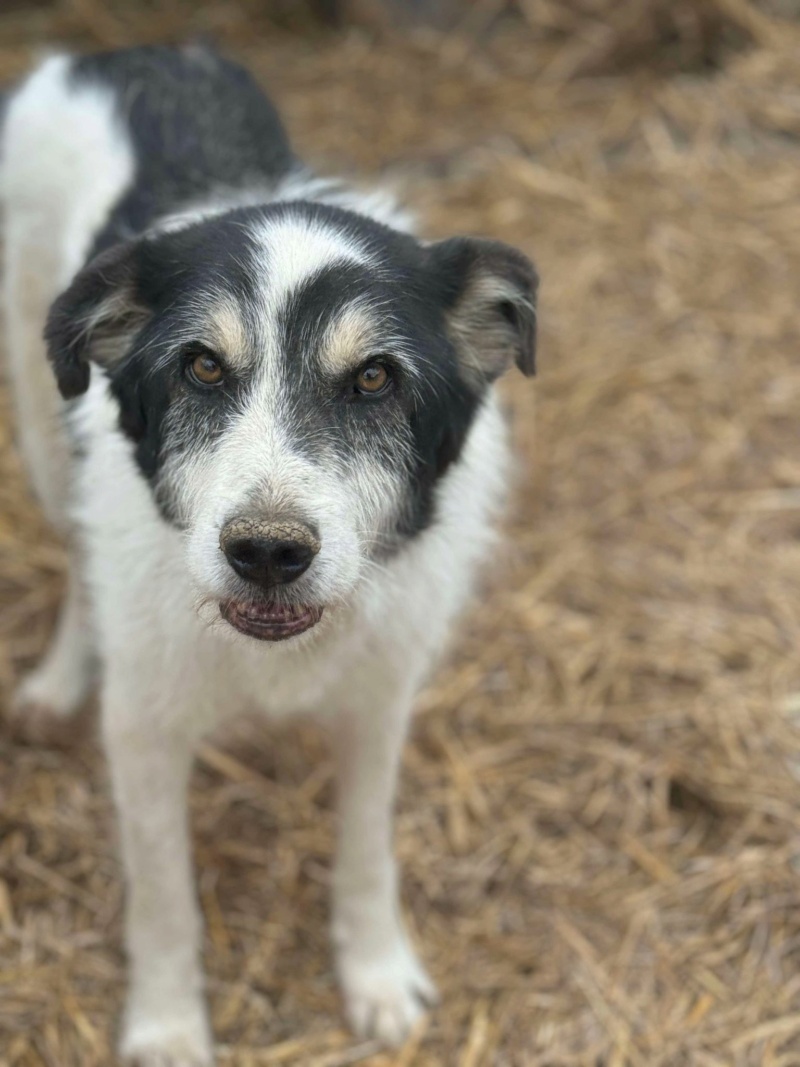 TAYO (Sabine ANKENBRANK) - chien de Sabine  45920110