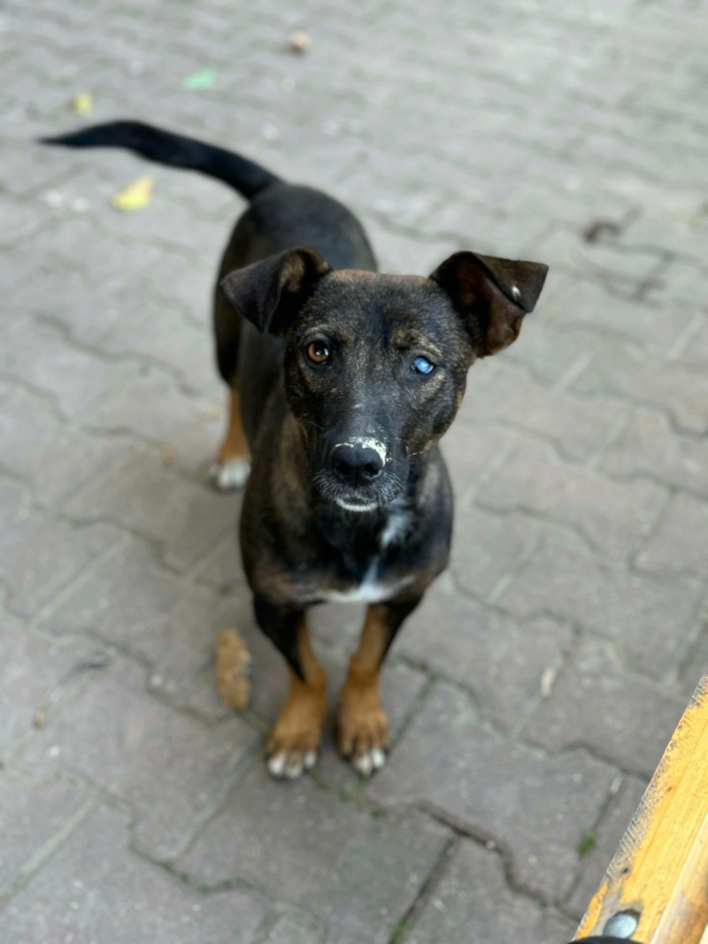 NOVA - chienne Elena 46064710