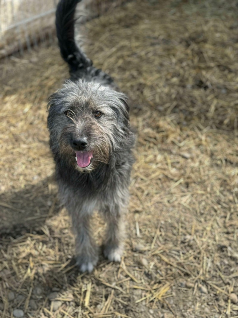 ROOFY - chienne Elena  46254010