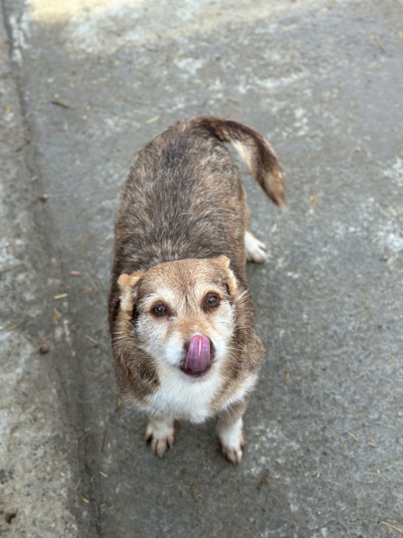 MOSHI (1/2 Marie QUENET 1/2 Anne Sophie JUILLES) -  chien NICOLETA2  Receiv13