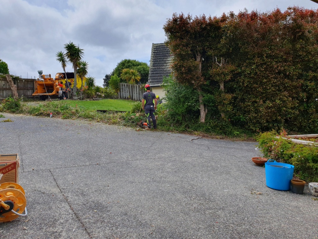 New SFG gardener in Auckland Hedge_13