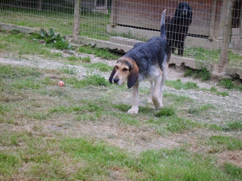 Caesar, croisé Griffon, bleu de Gascogne, 3 ans, Tabanac S8300413